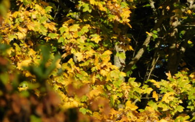 Klik, tišina i vlak koji priča priče…